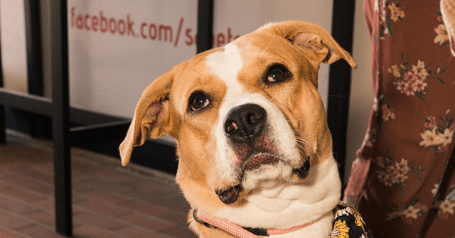 PHOTOS - Dog Living in Shelter for 384 Days Finally Adopted: 'We Are Ecstatic' 1 image